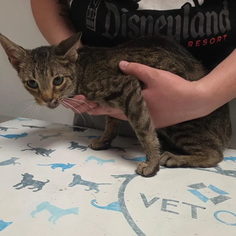 A young medium-sized female Brown / Chocolate Domestic Short Hair cat named Cheddar Bay Biscuit for adoption in Parkersburg, WV
