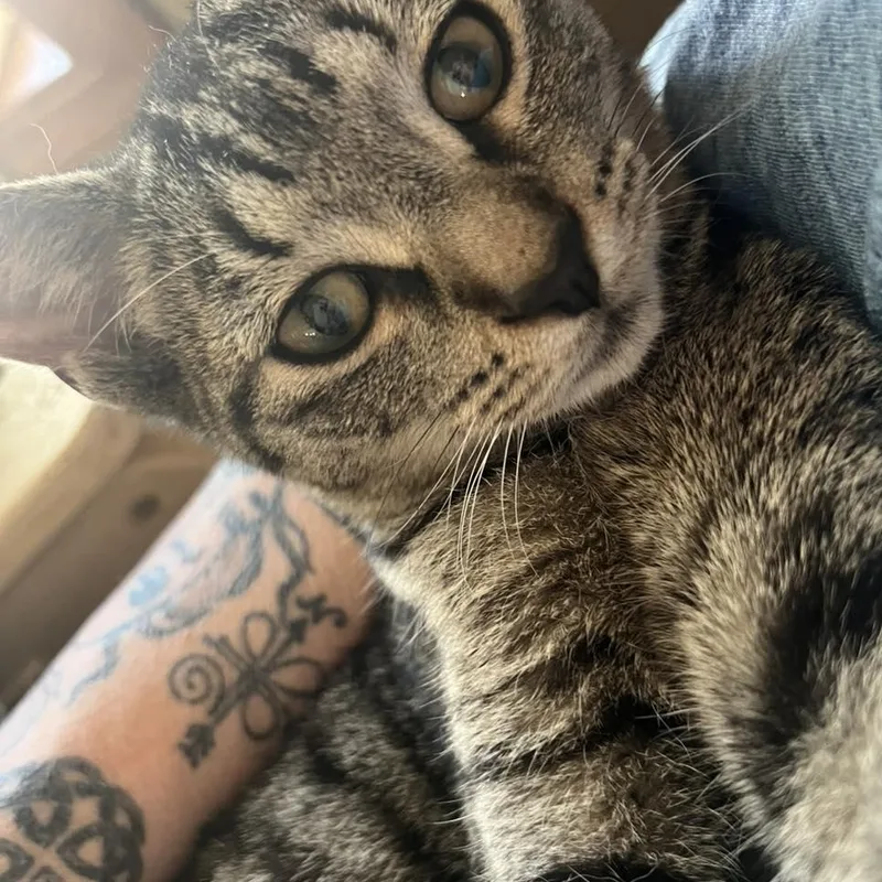 A baby small-sized male Tabby cat named Jimmy Hart for adoption in Richmond Dale, OH