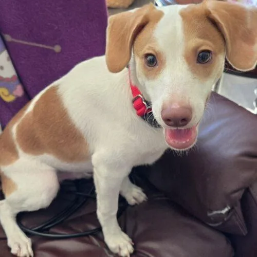 A baby small-sized male Terrier dog named Cody for adoption in San Juan Capistrano, CA