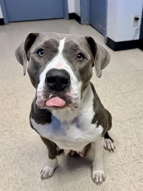 An adult medium-sized female Pit Bull Terrier dog named Arya for adoption in Olathe, KS