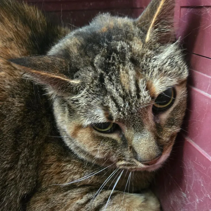 An adult medium-sized female Tortoiseshell American Shorthair cat named Beatrice for adoption in San Jacinto, CA
