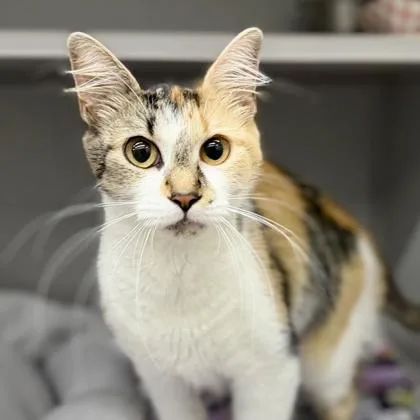 A young small-sized female Orange / Red Domestic Medium Hair cat named Cookie for adoption in Atlanta, GA
