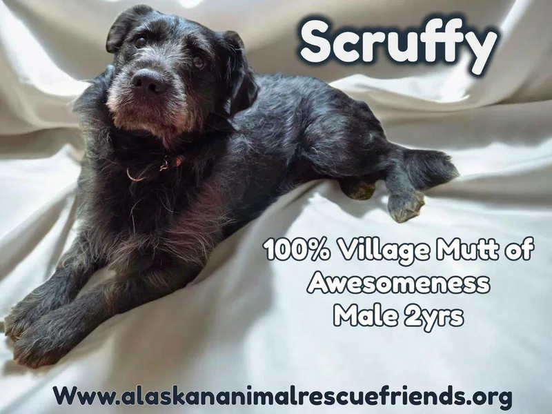 An adult medium-sized male Terrier dog named Scruffy for adoption in Anchorage, AK