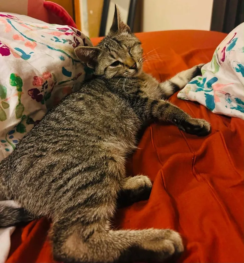 A baby small-sized male Domestic Short Hair cat named Ziptie for adoption in Gorham, ME