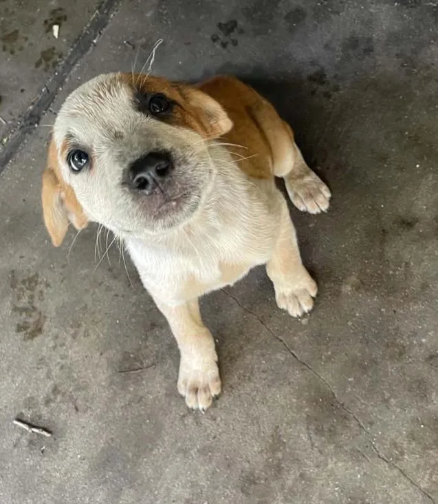 A baby large-sized male Black Mouth Cur dog named Apollo for adoption in McKinney, TX