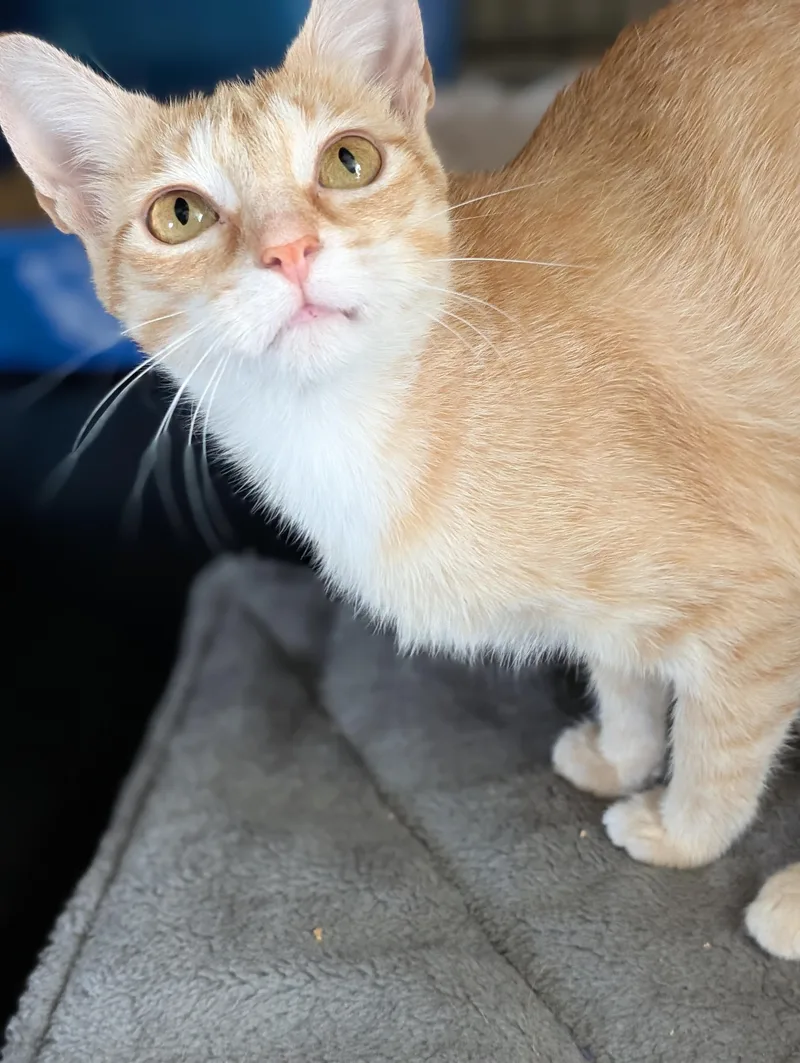 An adult medium-sized female Tabby (Orange / Red) Domestic Short Hair cat named Honey for adoption in Tilton, IL