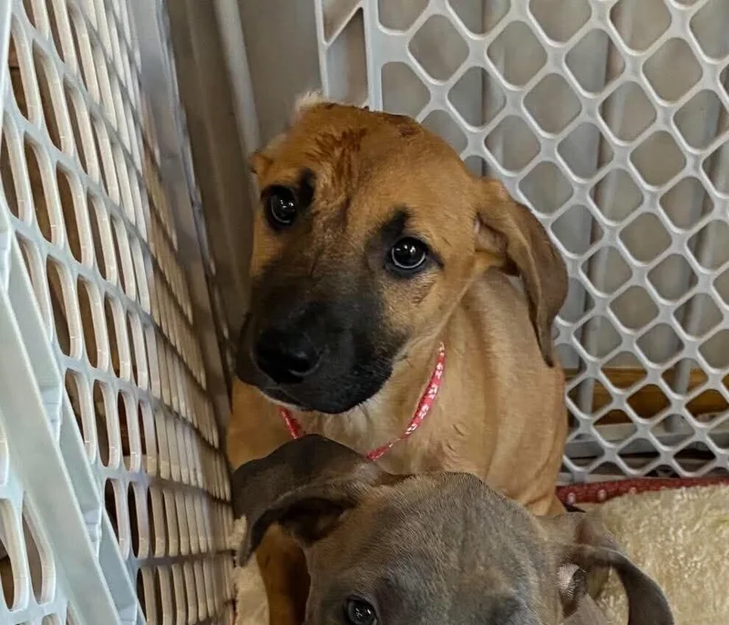 A baby medium-sized female Black Mouth Cur dog named Peaches for adoption in Peoria, IL