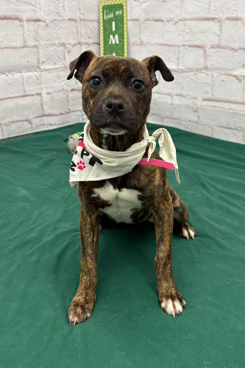 Henrietta thumbnail 2