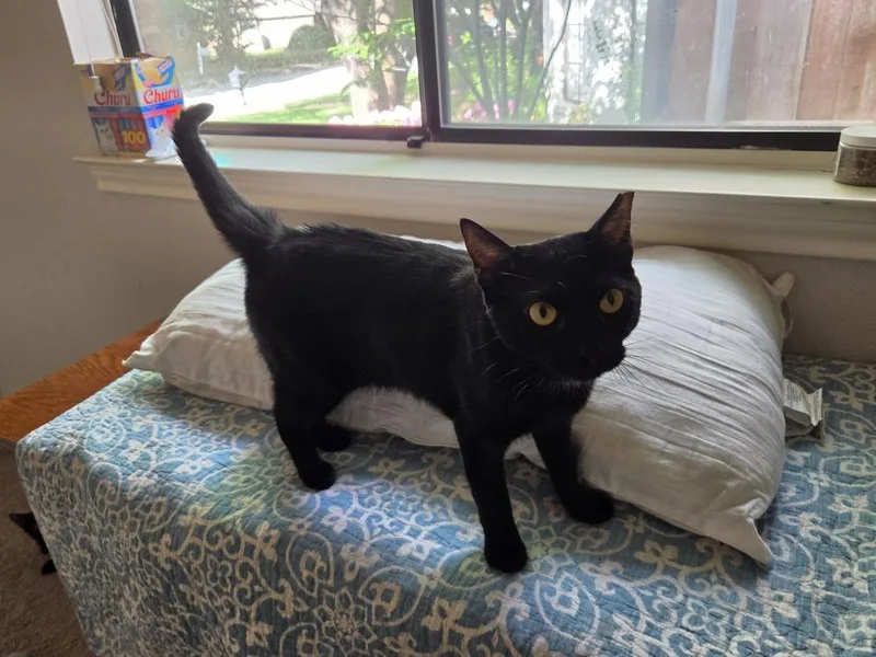 A young medium-sized female Domestic Short Hair cat named Alice for adoption in Dallas, TX