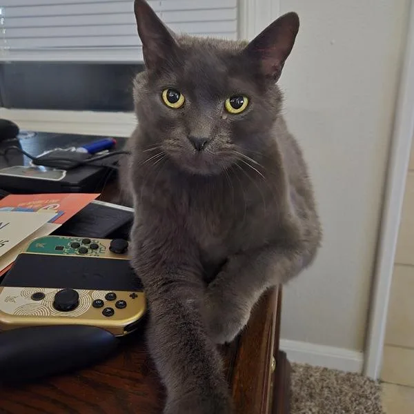 An adult small-sized male Domestic Short Hair cat named Flint for adoption in Des Moines, IA