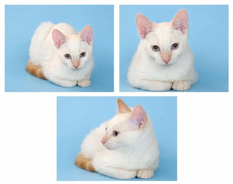 A young large-sized male Flame Point Siamese cat named Rocco And Channing for adoption in Reno, NV
