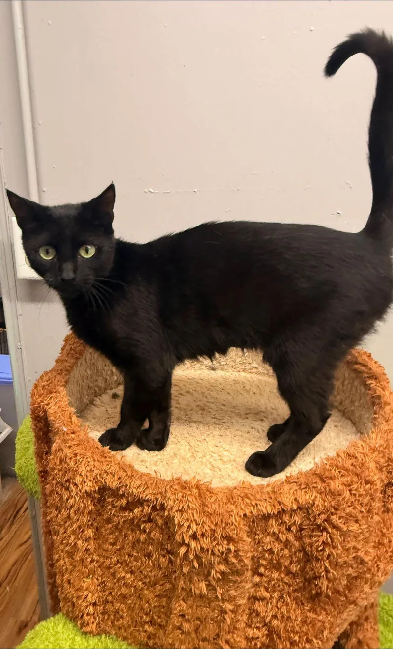 A young medium-sized female Black Domestic Short Hair cat named Celine for adoption in Indianapolis, IN