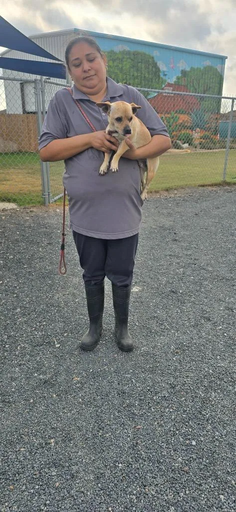 A young small-sized male Chihuahua dog named Cow for adoption in Fort Stockton, TX