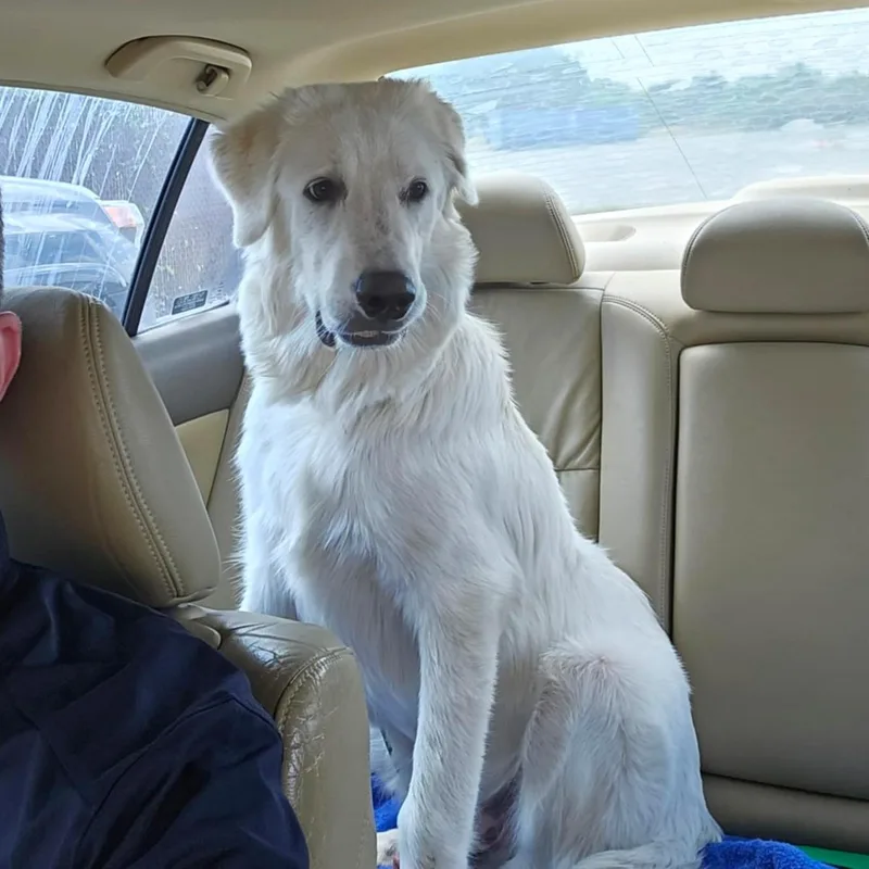 Otis Sat thumbnail 2