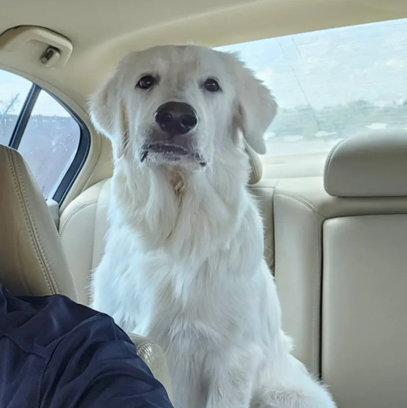 Otis Sat thumbnail 6