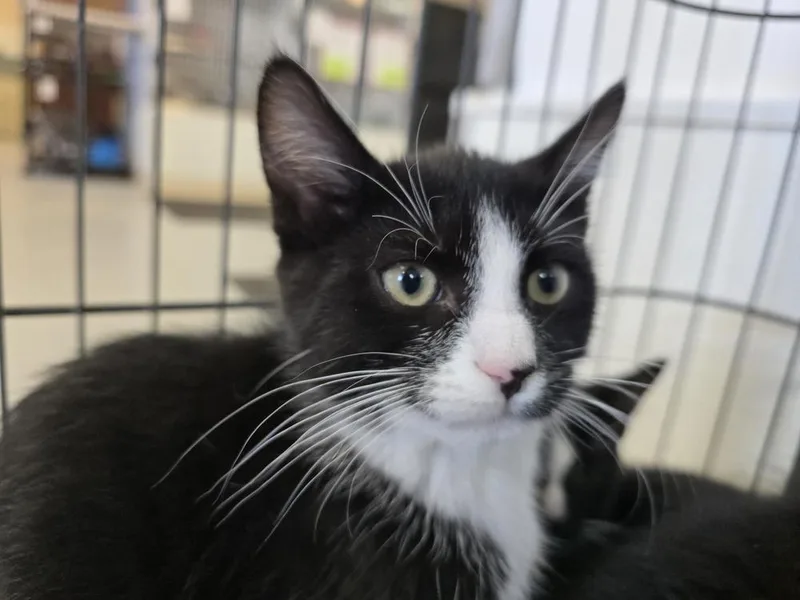 A baby small-sized male Domestic Short Hair cat named Mr. Cupcake for adoption in Southbury, CT