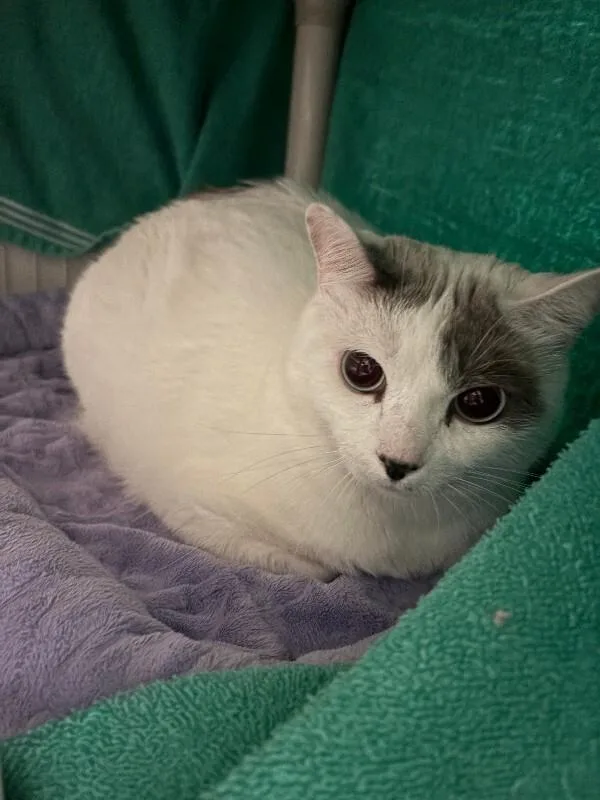 An adult medium-sized female Domestic Short Hair cat named Lilly for adoption in Cortland, NY