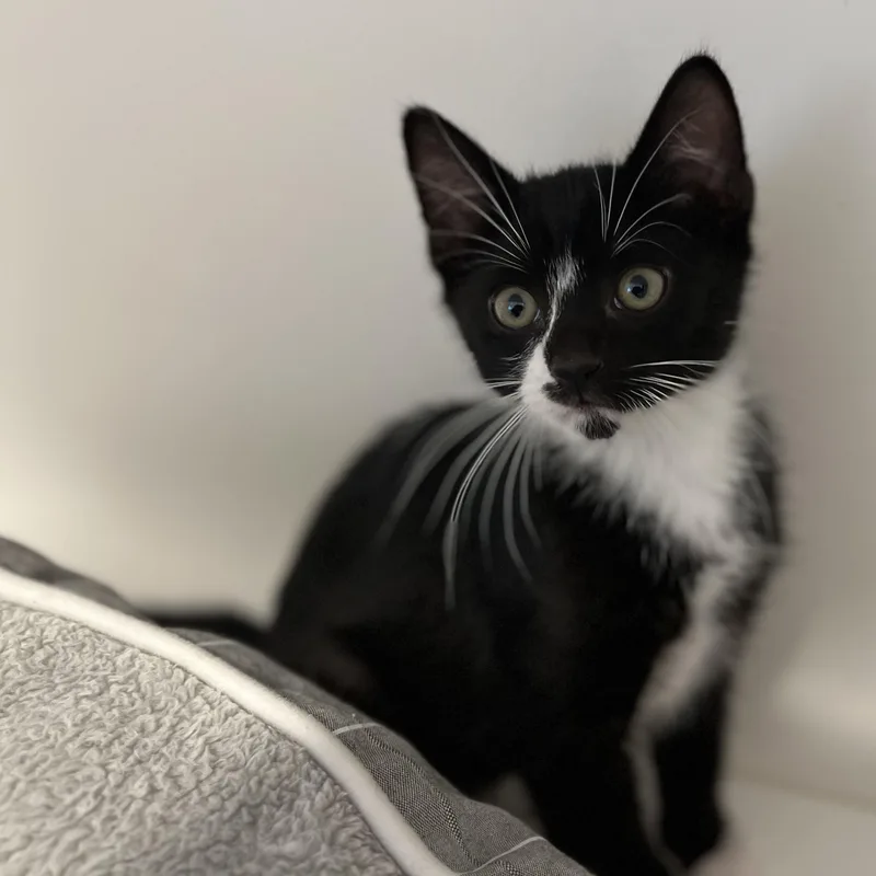 A baby small-sized female American Shorthair cat named Precious for adoption in Hull, MA