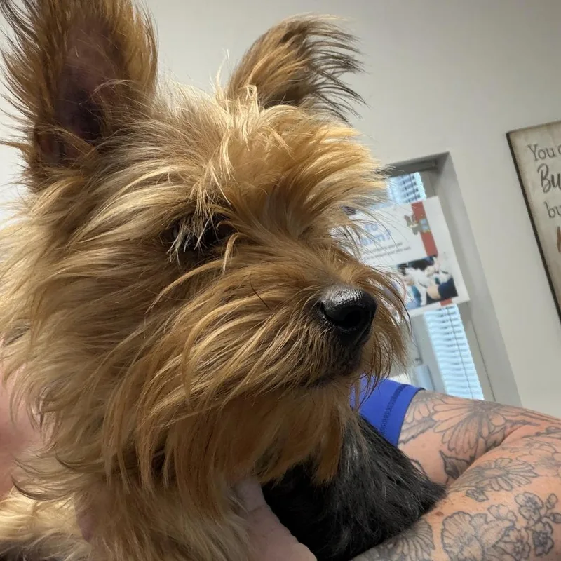 An adult small-sized female Yorkshire Terrier dog named June for adoption in Marion, VA