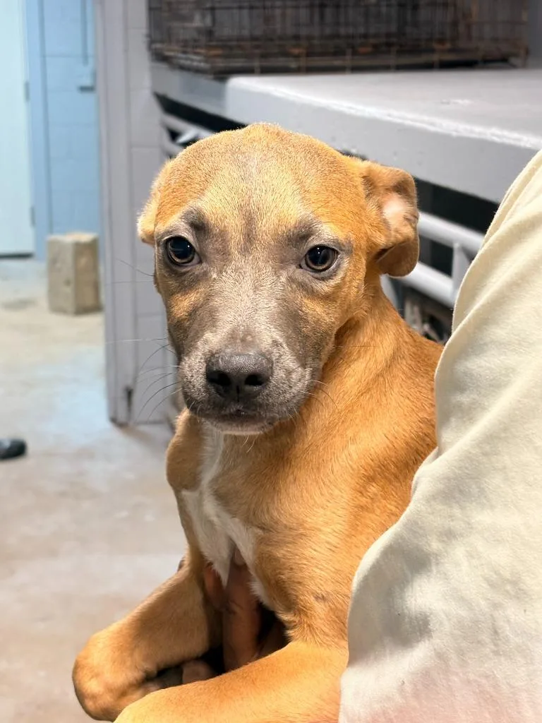 A baby medium-sized female Mixed Breed dog named Diva for adoption in Effingham, SC