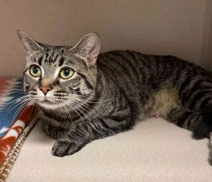 An adult medium-sized female Domestic Short Hair cat named Naomi for adoption in Bowling Green, KY