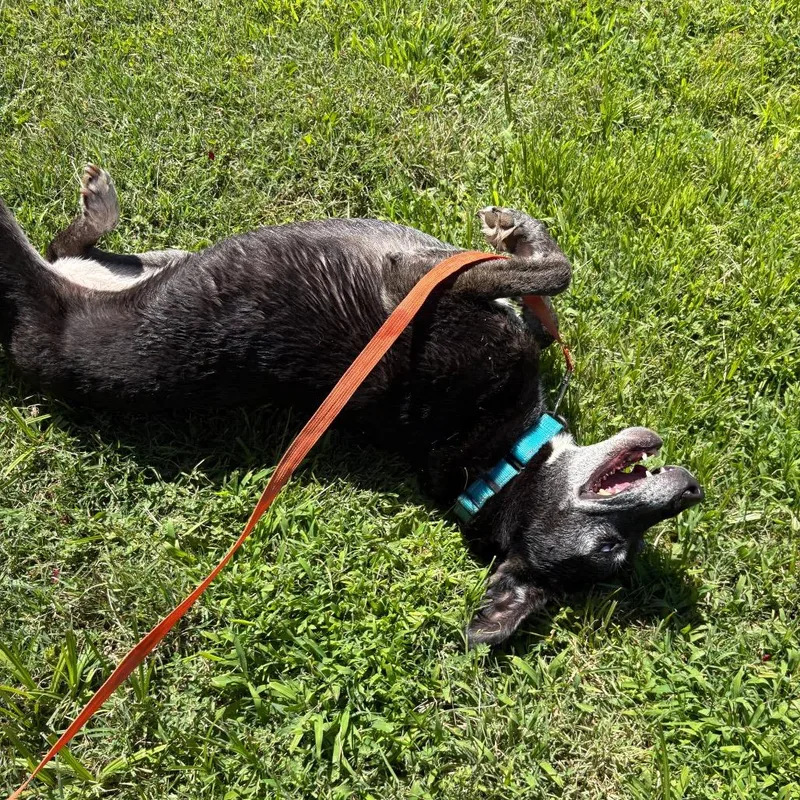 An adult medium-sized female Black Labrador Retriever dog named Minerva for adoption in San Jacinto, CA