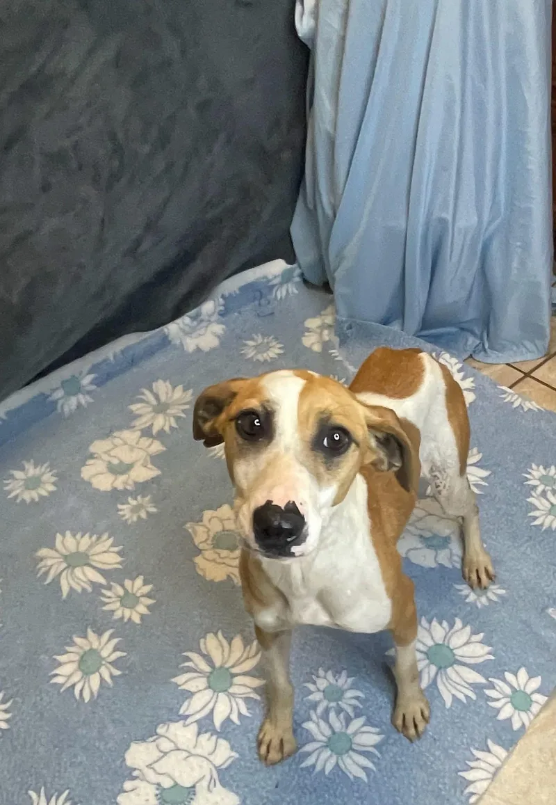 A young small-sized female Yellow / Tan / Blond / Fawn Terrier dog named Deb for adoption in Lacon, IL