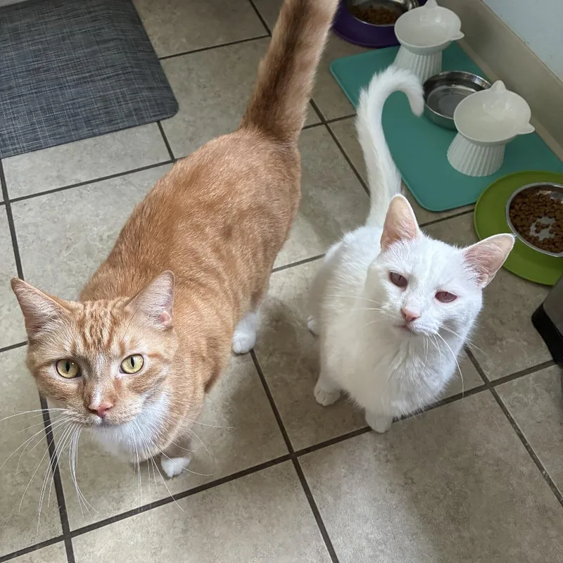 An adult large-sized male Orange / Red Domestic Short Hair cat named Waffles for adoption in Gibsonia, PA