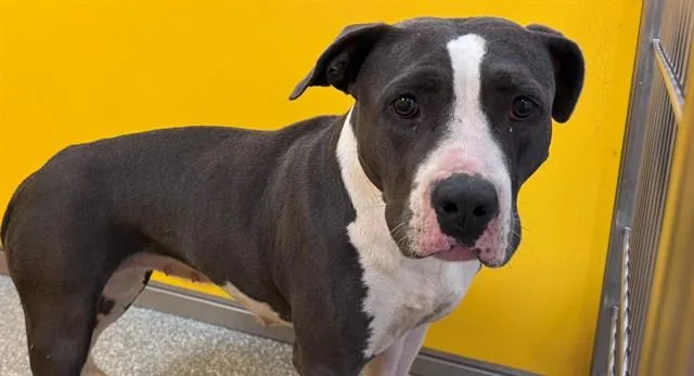 A young medium-sized female Pit Bull Terrier dog named Baby for adoption in Tucson, AZ