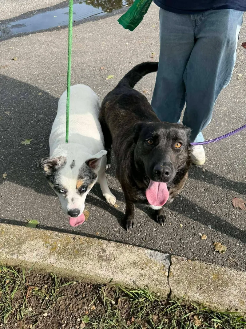 A young large-sized female Anatolian Shepherd dog named Daisy & Luna for adoption in Bayport, NY