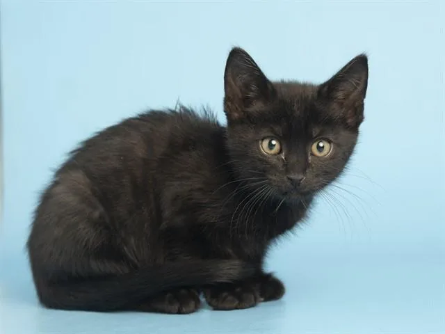 A baby small-sized male Domestic Short Hair cat named Toast for adoption in Phoenix, AZ
