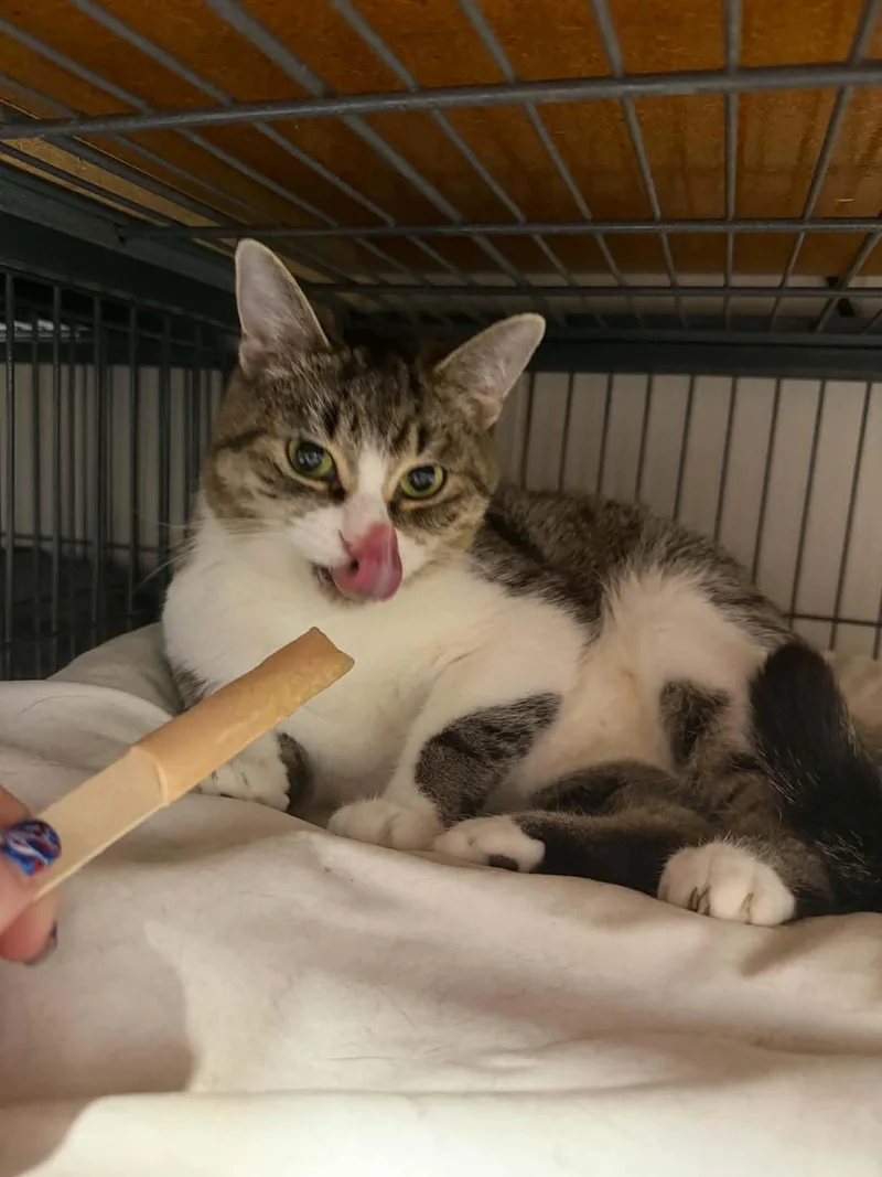 An adult medium-sized female Tabby (Gray / Blue / Silver) Domestic Short Hair cat named Winnie for adoption in Caro, MI
