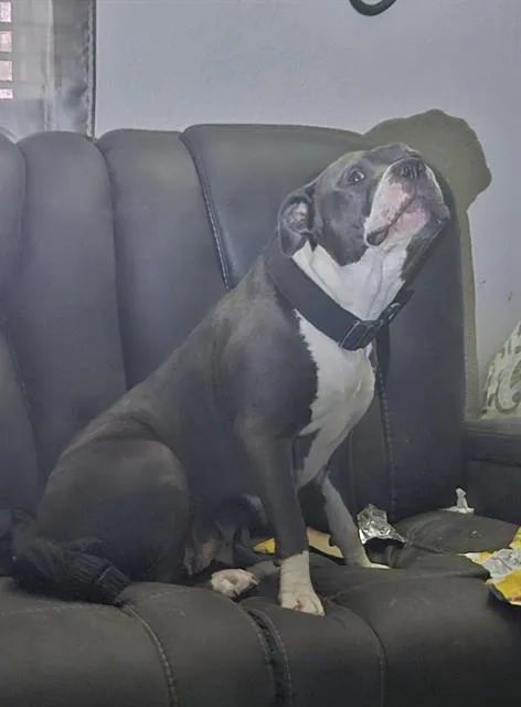 An adult large-sized female American Staffordshire Terrier dog named Bally for adoption in San Antonio, TX