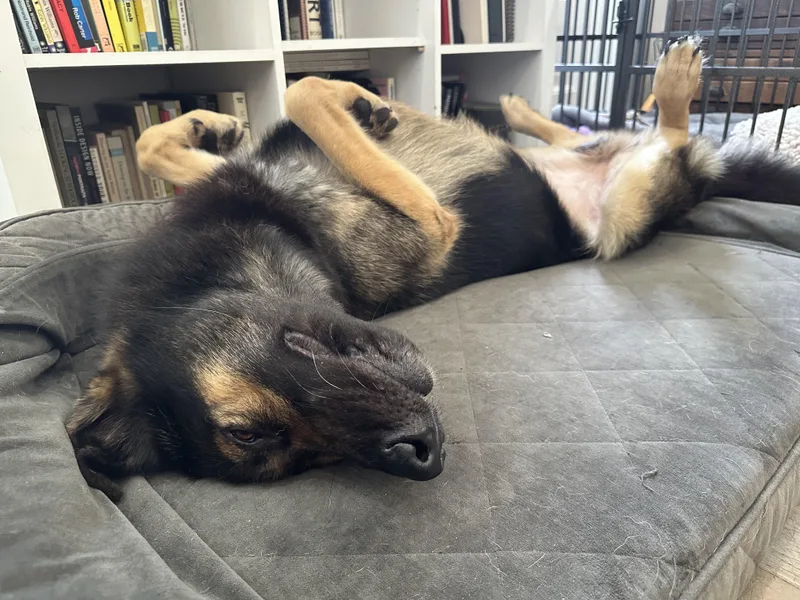 An adult large-sized male German Shepherd Dog dog named Paxton for adoption in New Orleans, LA
