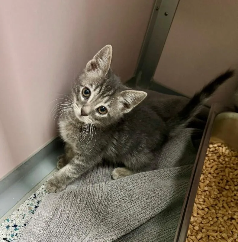 A young medium-sized male Gray / Blue / Silver Domestic Short Hair cat named Hermi for adoption in Providence Forge, VA