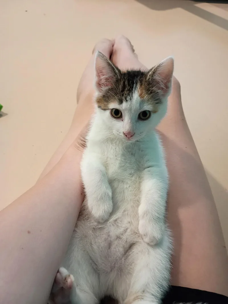 A baby medium-sized female Calico Domestic Short Hair cat named Pearl for adoption in Boiling Springs, PA