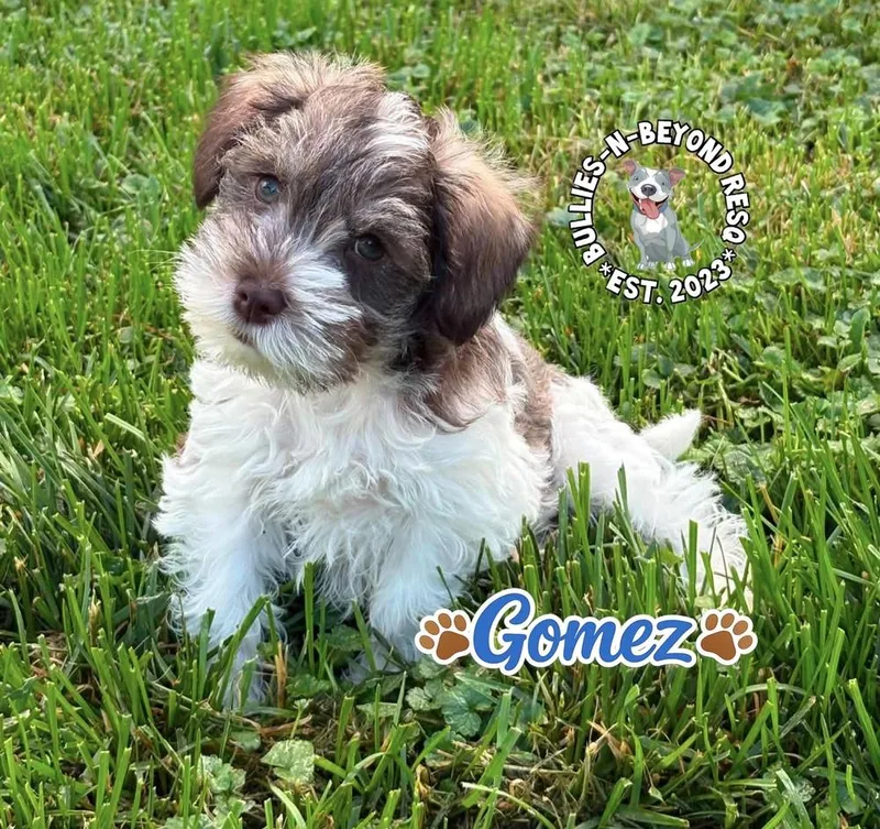Gomez