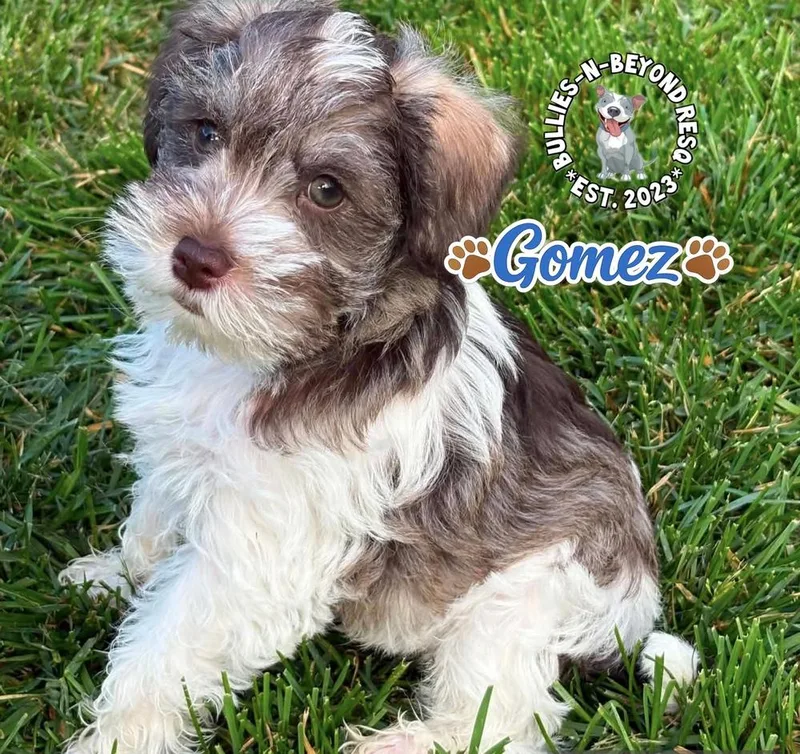 Gomez thumbnail 2