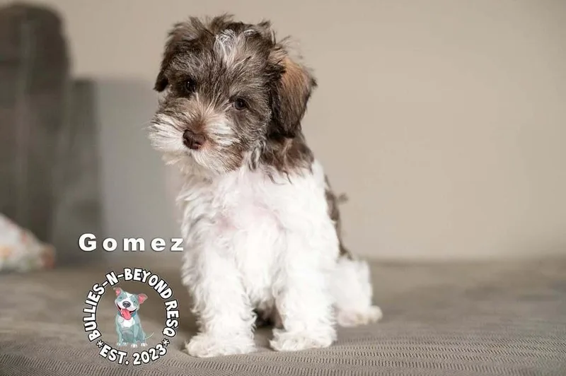 Gomez thumbnail 3