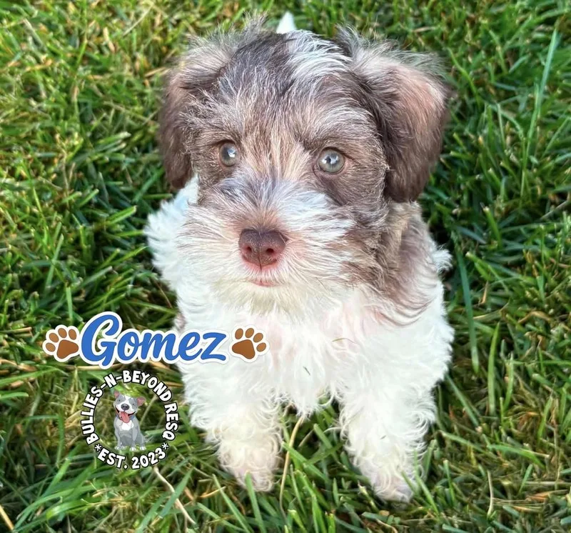 Gomez thumbnail 4
