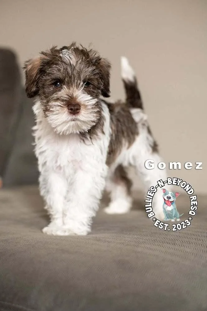 Gomez thumbnail 5