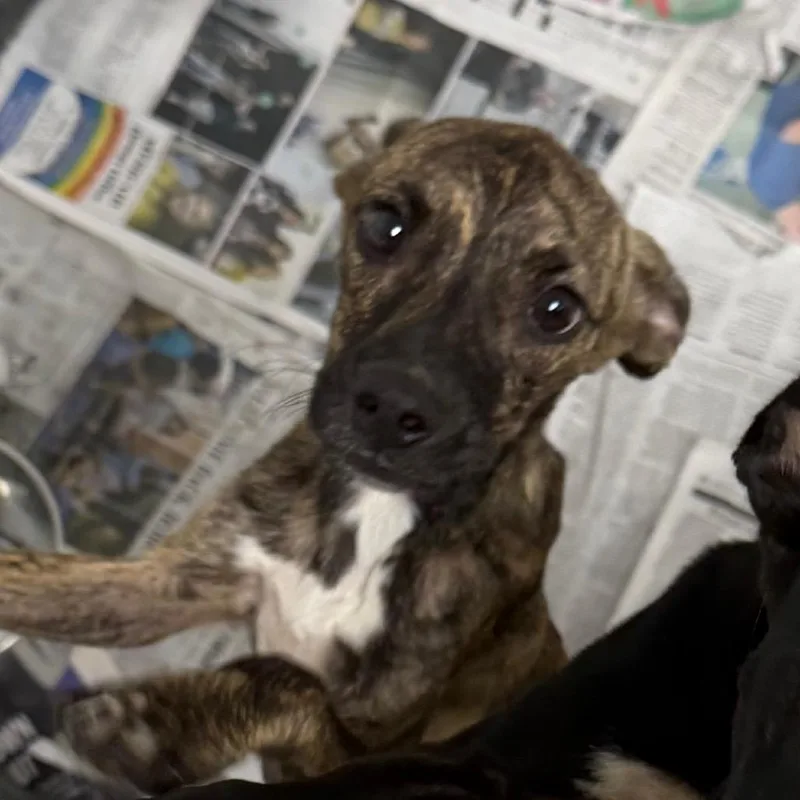 A baby small-sized female Terrier dog named Chime for adoption in Marshall, TX