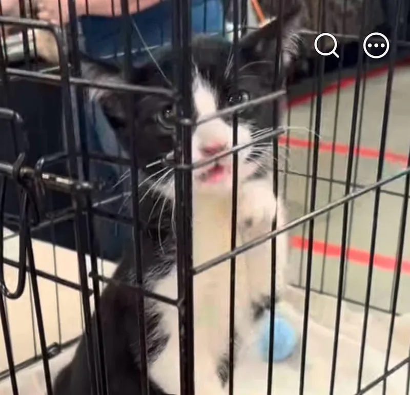 A baby medium-sized female Black & White / Tuxedo Domestic Short Hair cat named Wittle & Freckles for adoption in Crown Point, IN