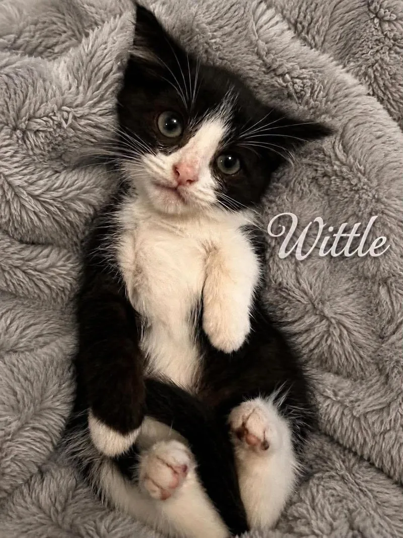 Wittle & Freckles  thumbnail 5