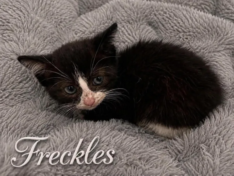 Wittle & Freckles  thumbnail 6