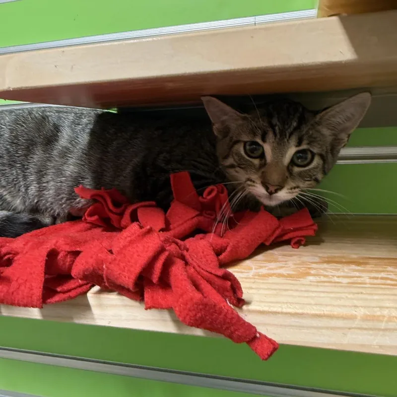 A baby small-sized female Brown / Chocolate Domestic Short Hair cat named Eevee for adoption in Naples, FL