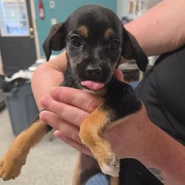 A baby small-sized female Brown / Chocolate Chihuahua dog named Odowulf for adoption in Fredericksburg, VA