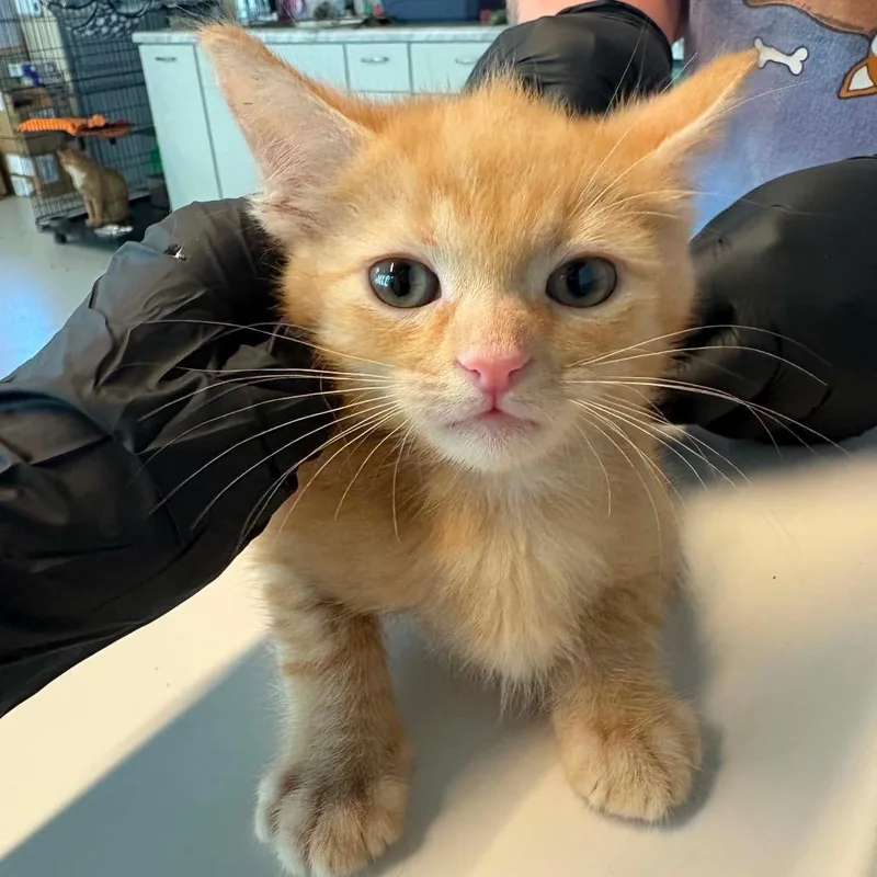 A baby small-sized male Orange / Red Domestic Short Hair cat named Manuel for adoption in Huntington, WV