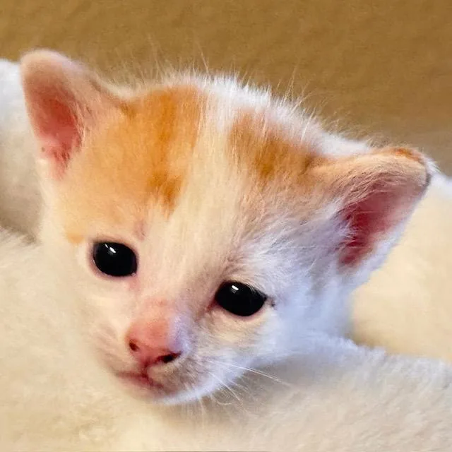 A baby small-sized male Domestic Short Hair cat named Legolas for adoption in Santa Fe, NM