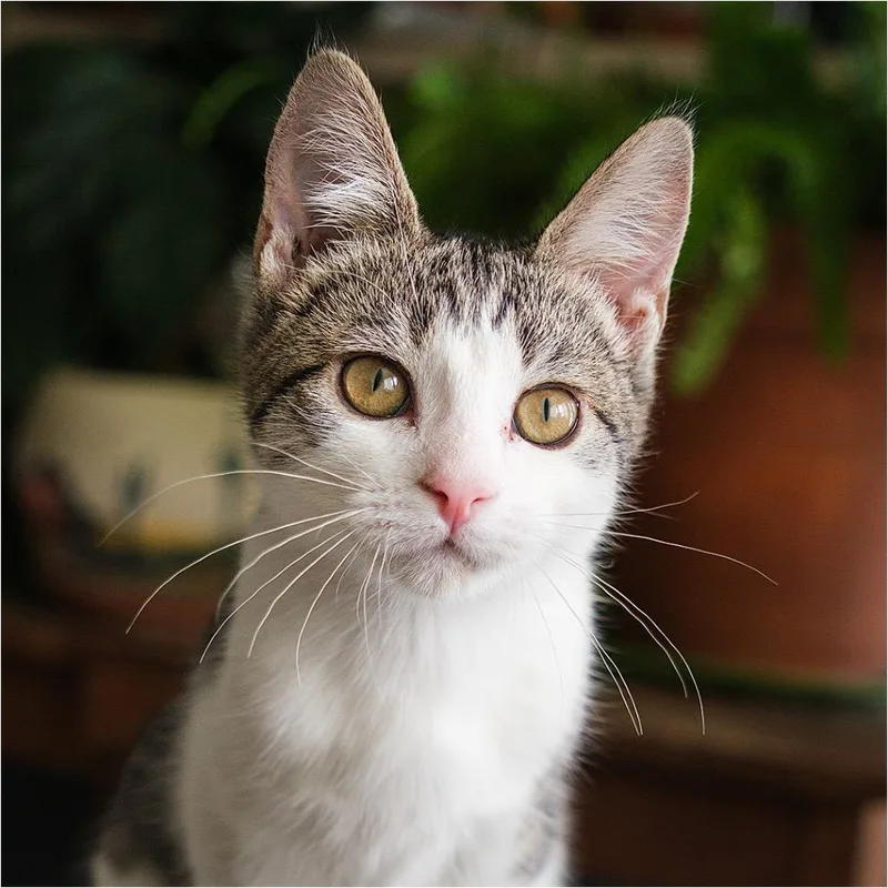 A baby small-sized female Gray / Blue / Silver Domestic Medium Hair cat named Cashew for adoption in Palm Springs, CA